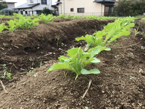 芽が伸びていく～の写真