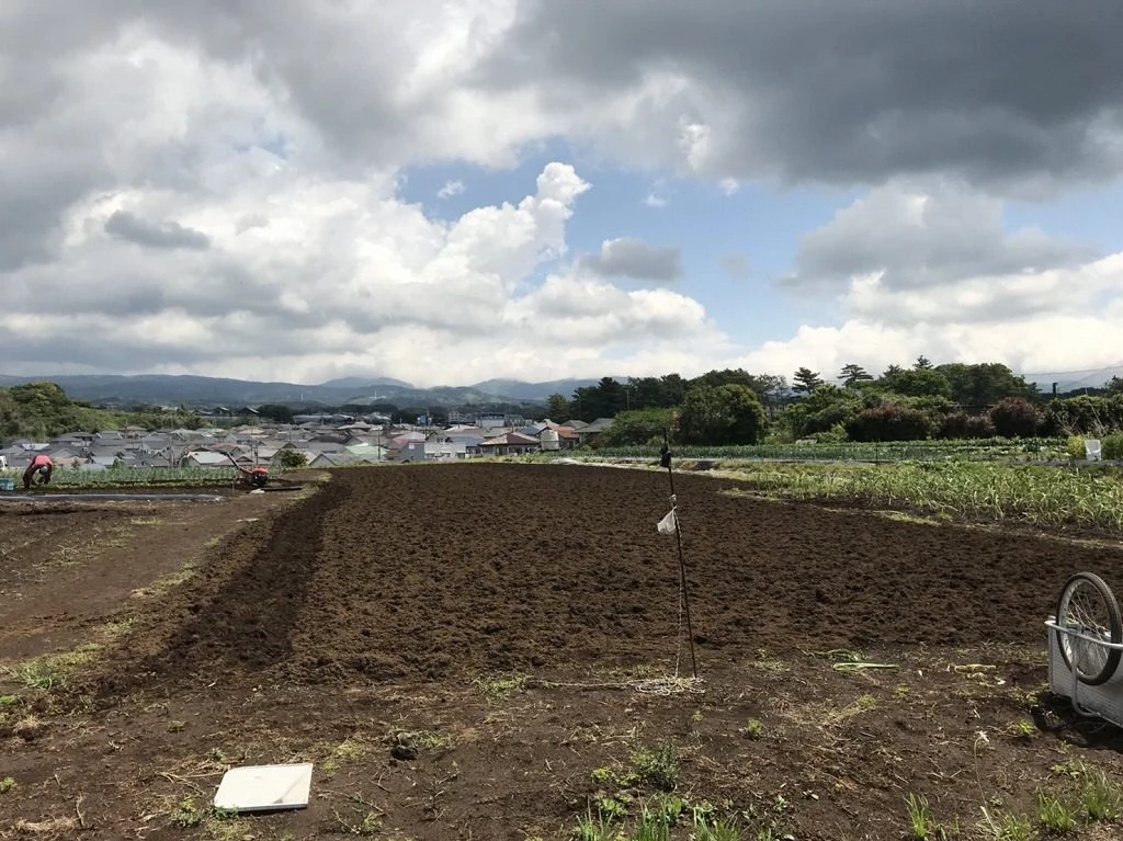 夏らしく(^^)の掲載画像