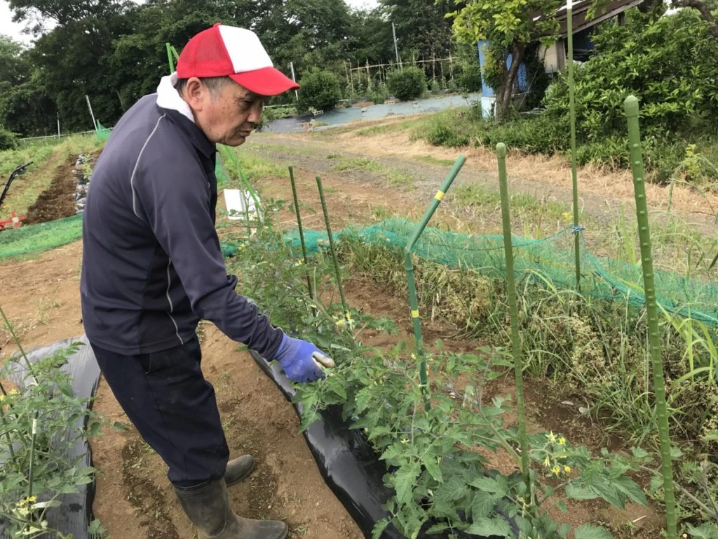 トマト点検！の掲載画像