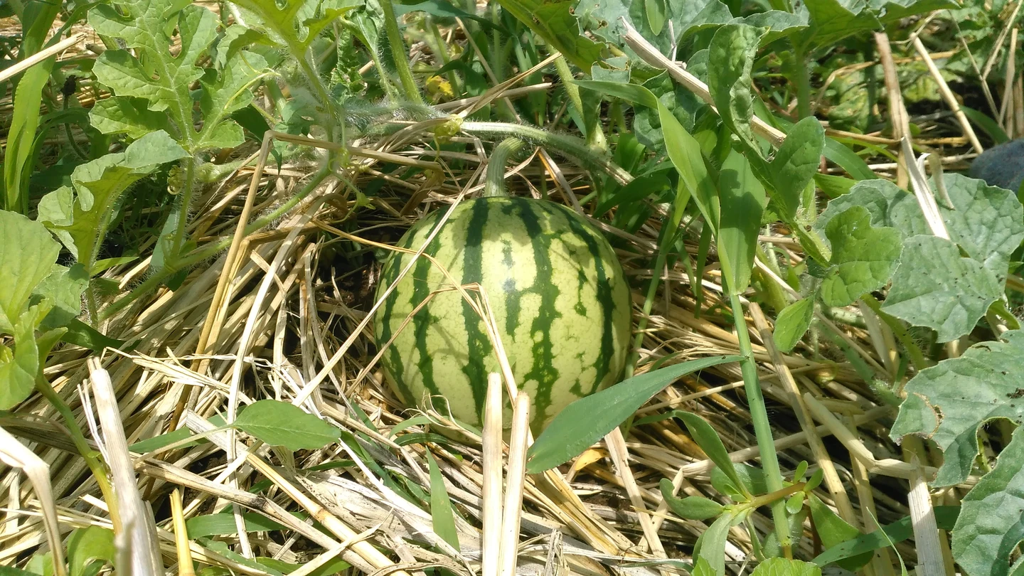 順調な育ちといい笑顔！！の掲載画像