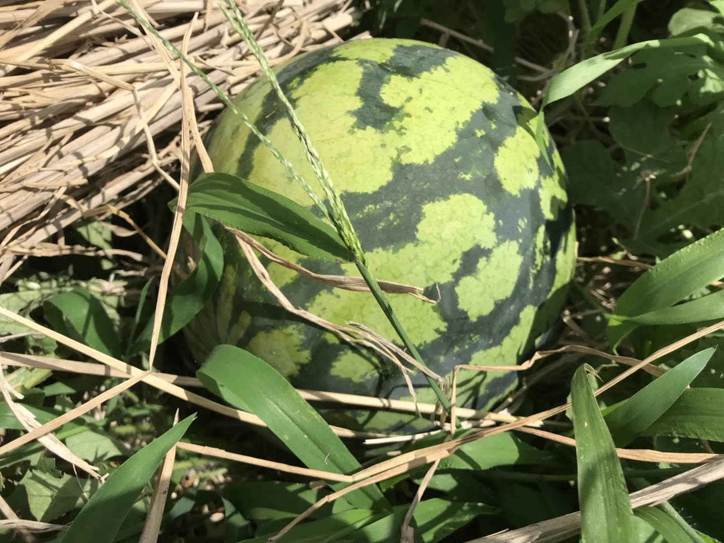 みんな大好き収穫の掲載画像