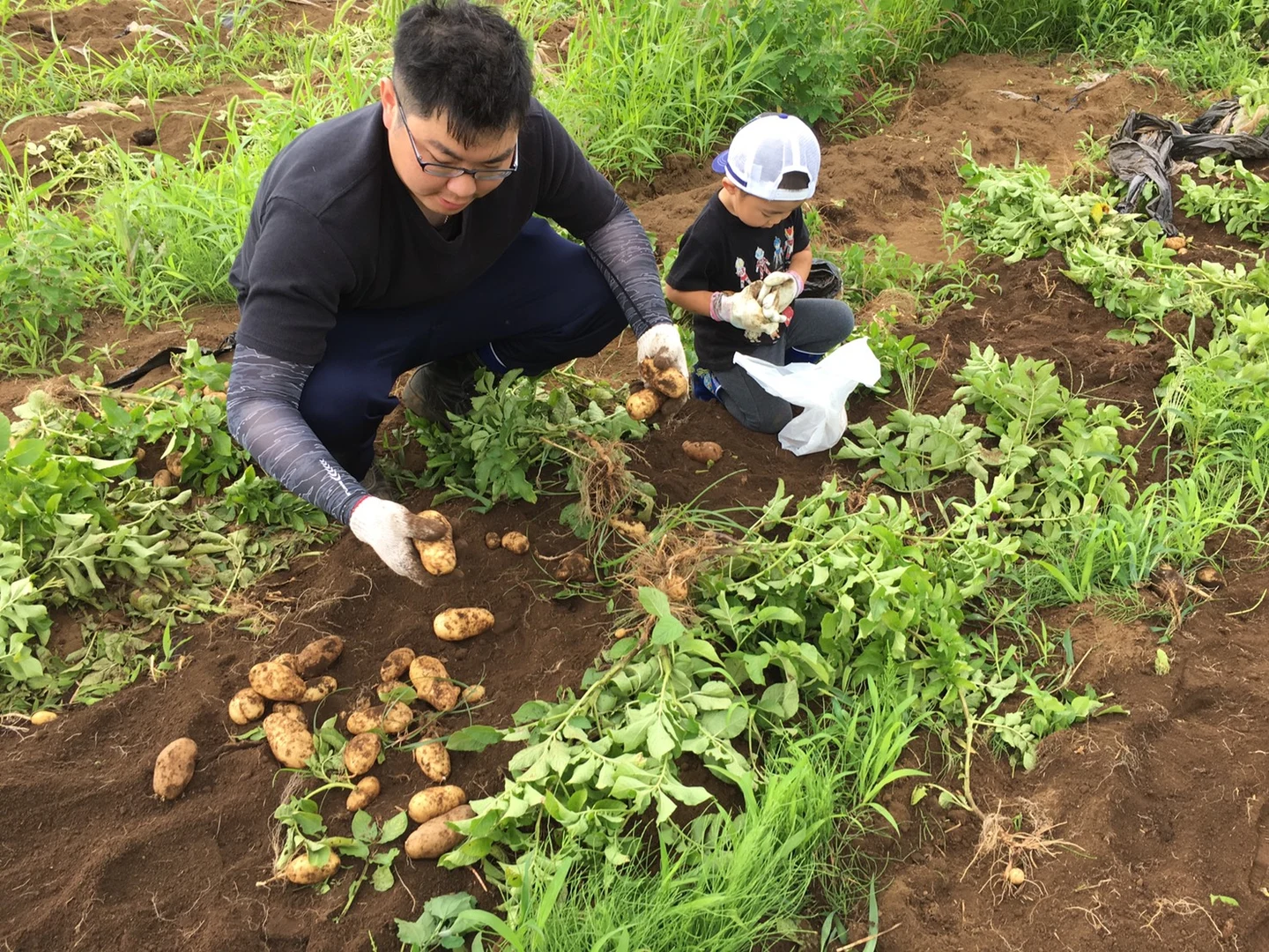 第一回　うなぎ野菜収穫体験の掲載画像