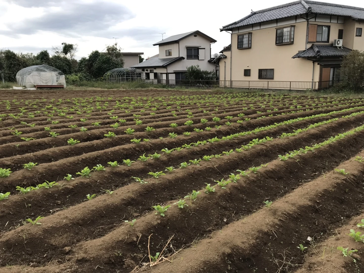 芽が伸びていく～の掲載画像