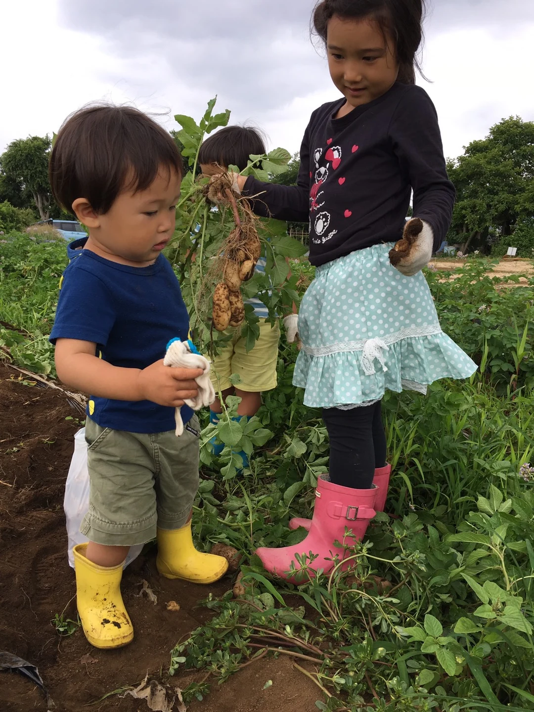第一回　うなぎ野菜収穫体験の掲載画像