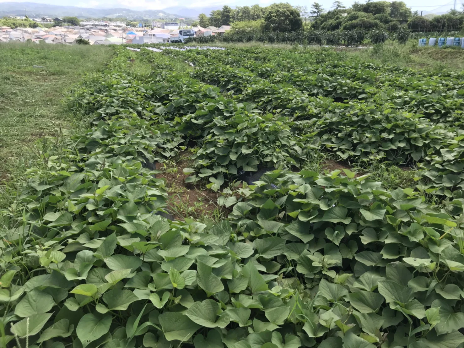 次の野菜の準備と新アイテム！の掲載画像