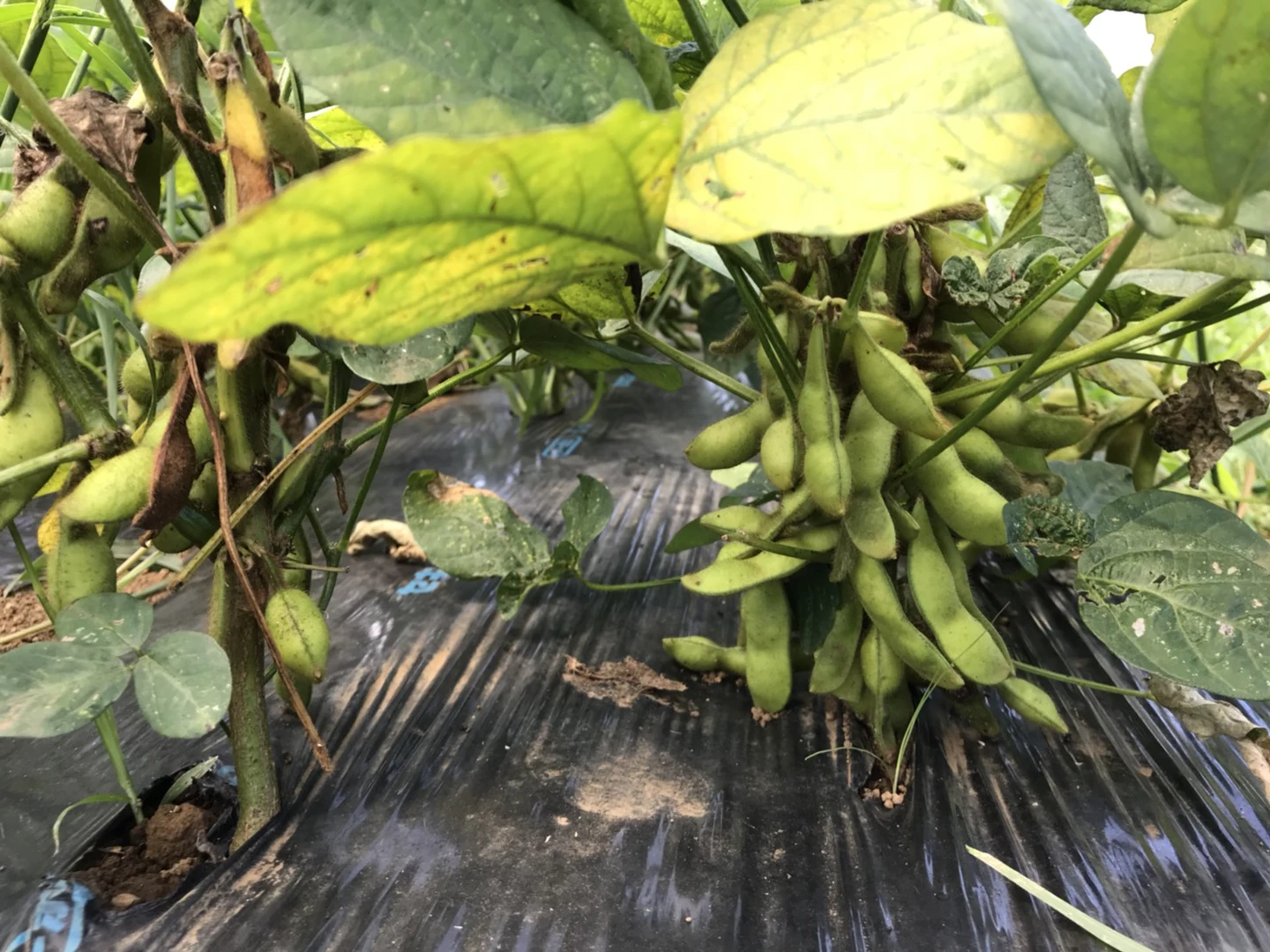 次の野菜の準備と新アイテム！の掲載画像