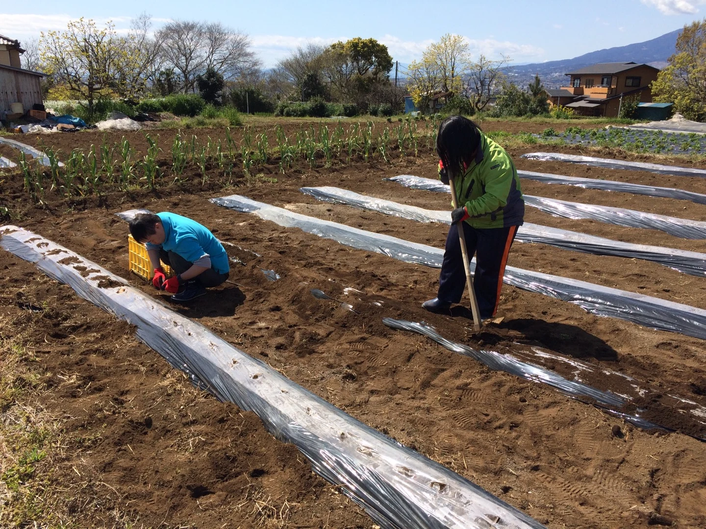 馬鈴薯の植え付けの掲載画像