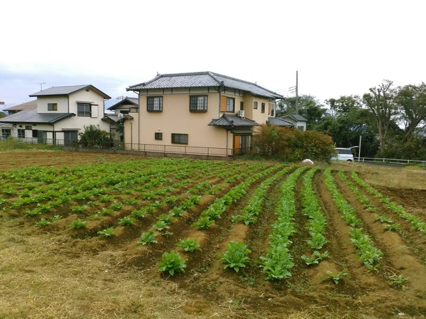 順調！！の写真