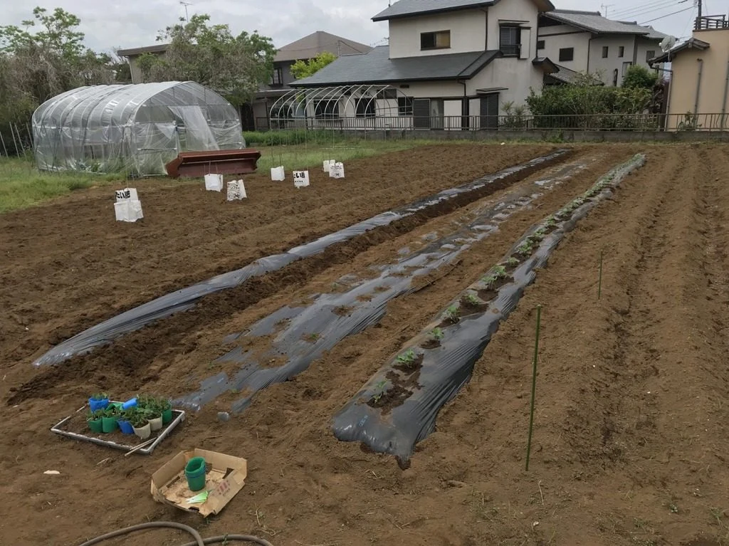 植え付けと種まきをしましたの掲載画像