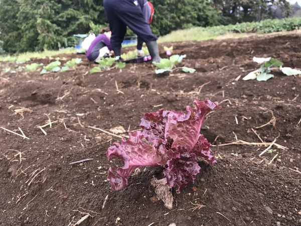 今日も笑顔に農作業の写真