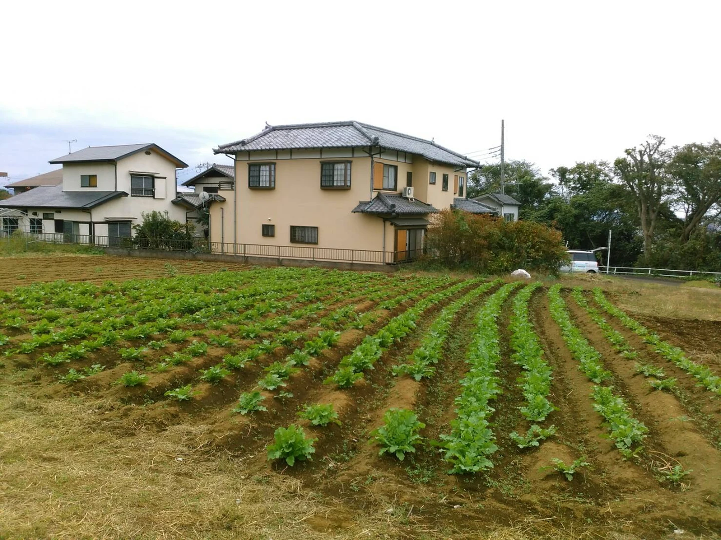 順調！！の掲載画像