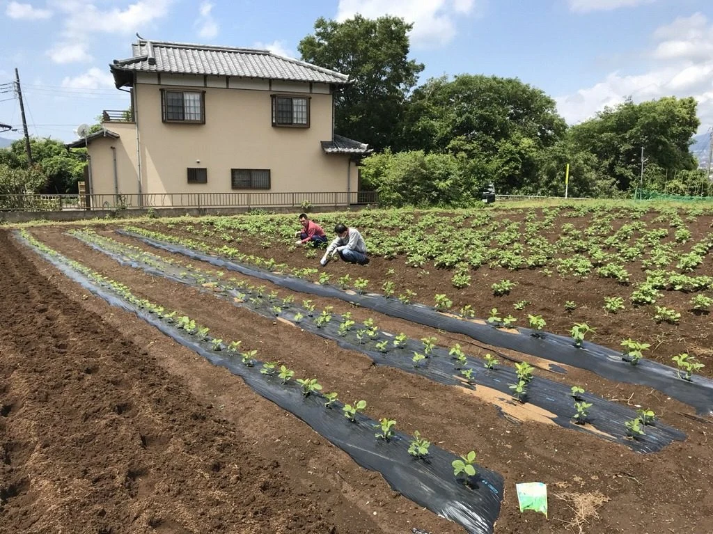 夏らしく(^^)の掲載画像