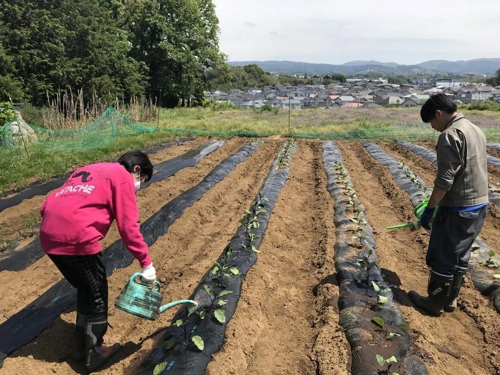 久しぶりの畑～の掲載画像